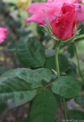 'Susan Irvine' rose photo