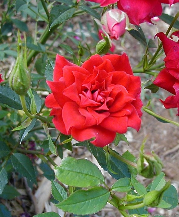 'Beauty Secret' rose photo