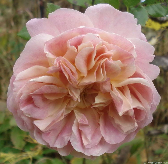 'Christopher Marlowe' rose photo