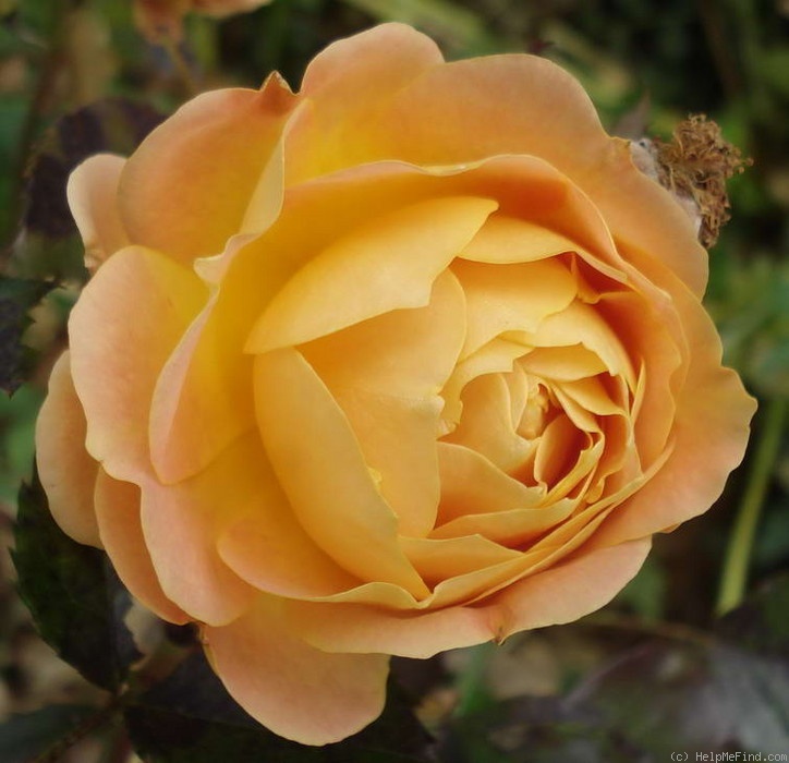 'Bowled Over' rose photo