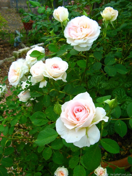 'Morden Blush' rose photo