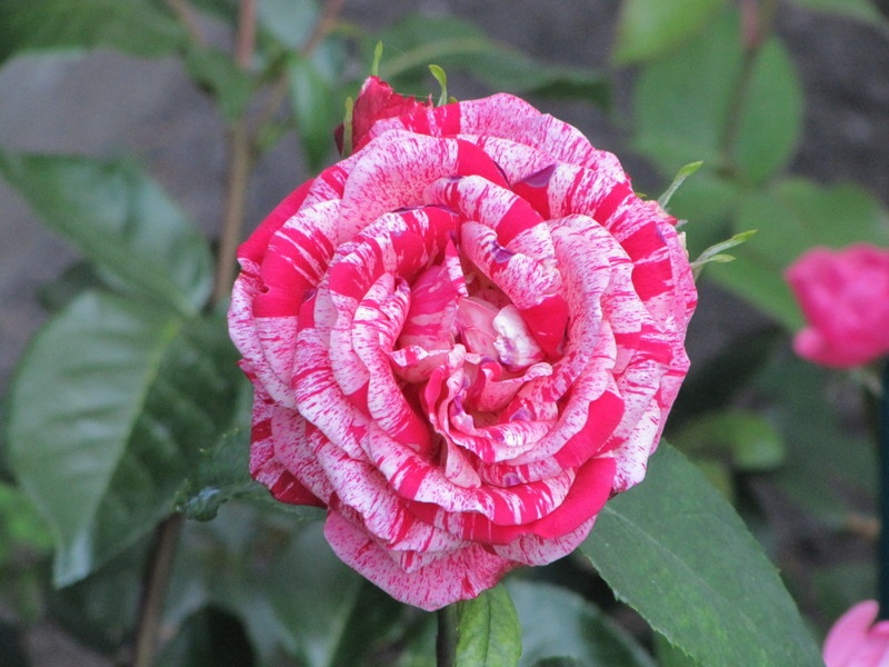 'Camaieux Floribunda' rose photo