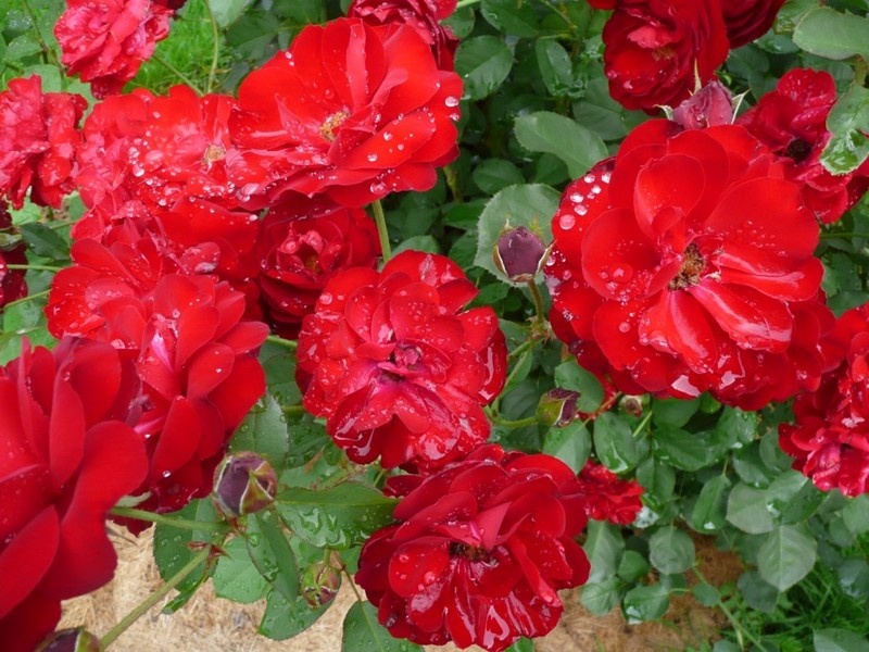 'Lili Marleen' rose photo