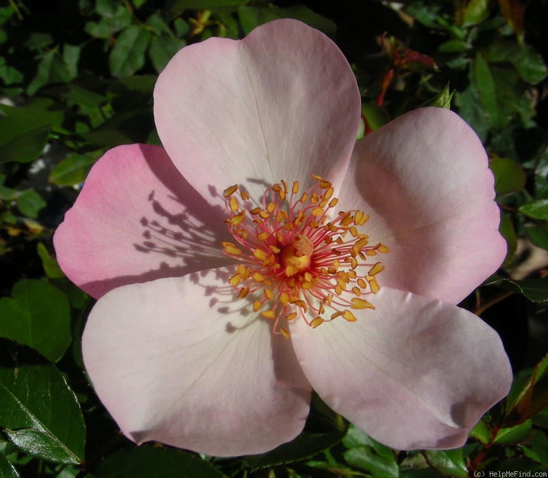 'The Charlatan (Floribunda, Mouchotte, 2006)' rose photo