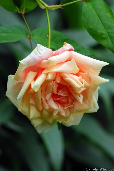 'Lady Roberts' rose photo