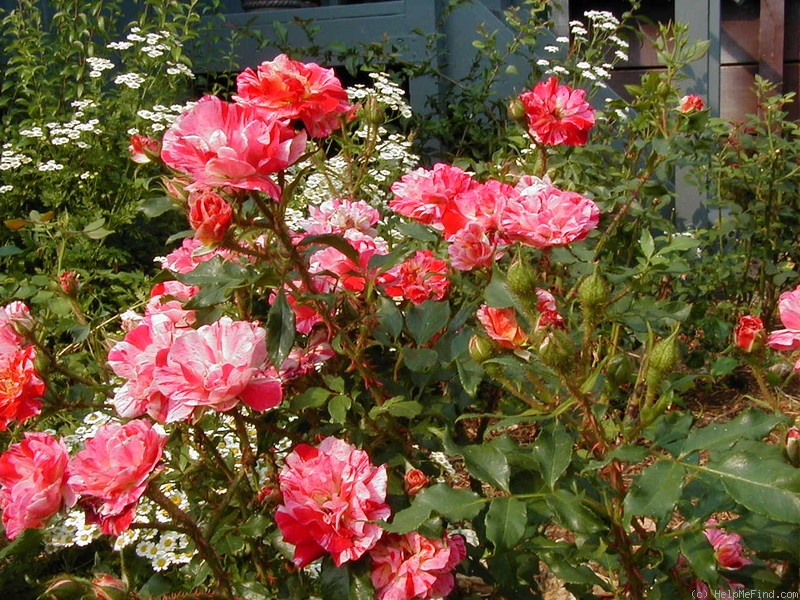 'Kim Rupert' rose photo