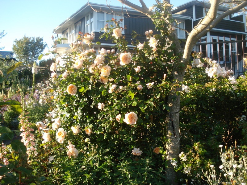 'Jayne Austin (shrub, Austin 1993)' rose photo