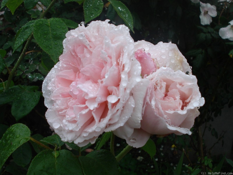 'St. Swithun ™' rose photo