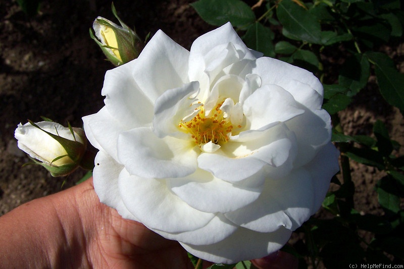 '<i>Rosa helenae</i> x Marechal Niel' rose photo