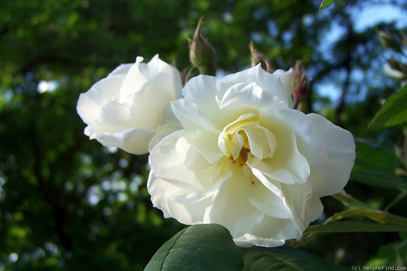 '<i>Rosa helenae</i> x Marechal Niel' rose photo