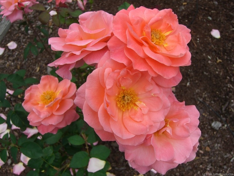 'Elizabeth of Glamis ®' rose photo