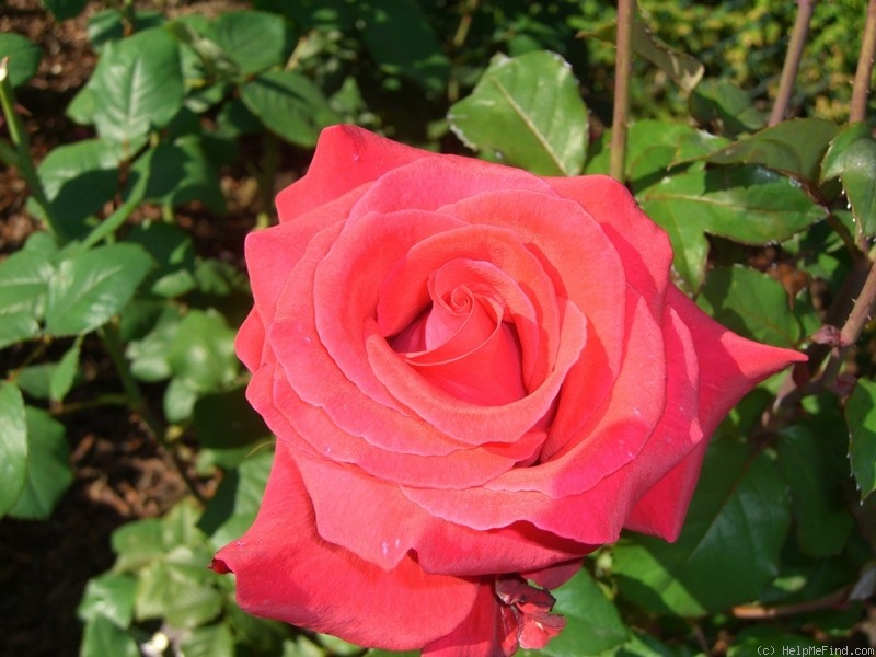 'Let Freedom Ring ™' rose photo