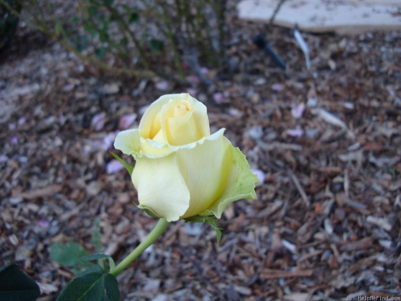 'St. Patrick ™' rose photo
