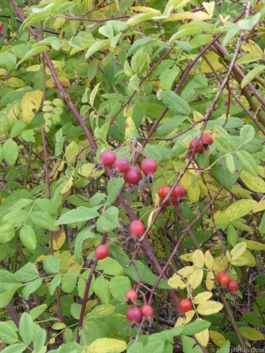 'R. pisocarpa' rose photo