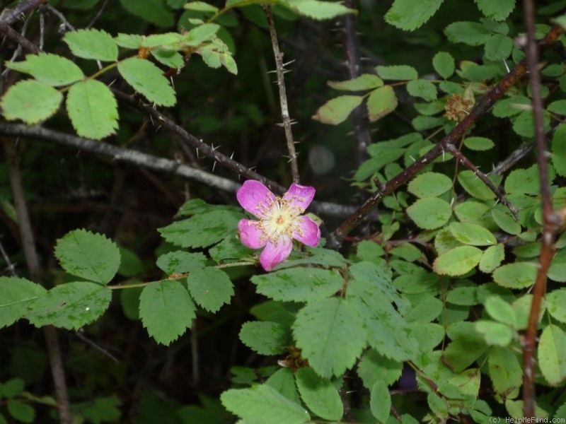 'R. gymnocarpa' rose photo