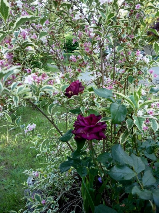 'Madrona Grove rose garden'  photo