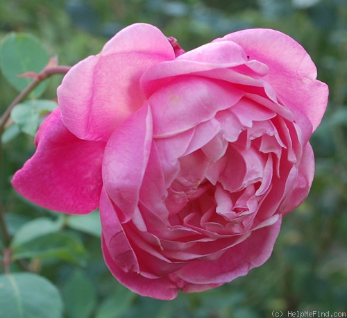'Comtesse de Leusse' rose photo