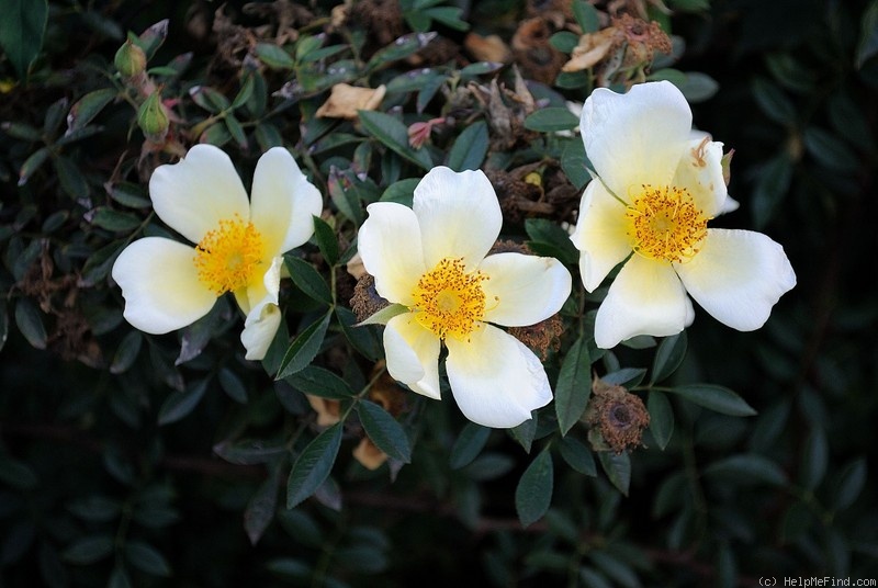 'Little Mermaid' rose photo