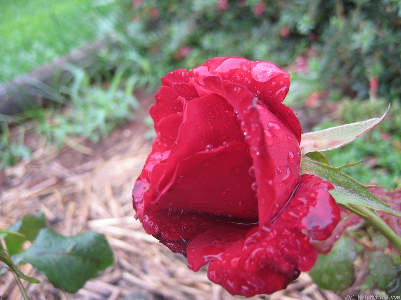 'Amadeus ® (hybrid tea, Kordes 2003)' rose photo