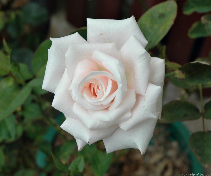'Fairy Tale Queen' rose photo