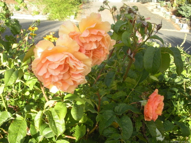 'Royal Amber ™' rose photo