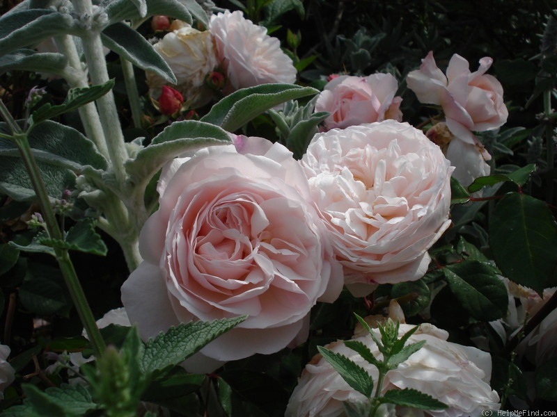 'Gruss an Aachen (Hybrid Tea, Hinner 1909)' rose photo