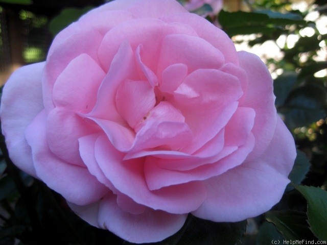 'Stryke Me Pink' rose photo