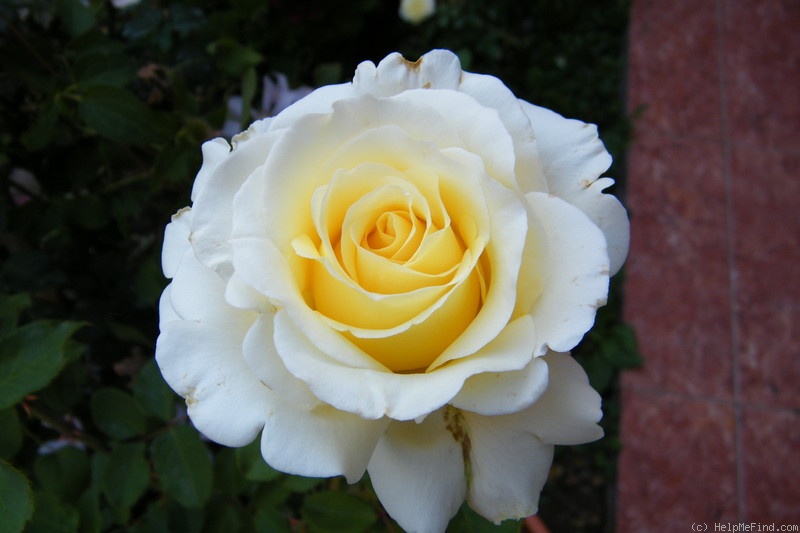 'Anastasia (hybrid tea, Greff 1980)' rose photo