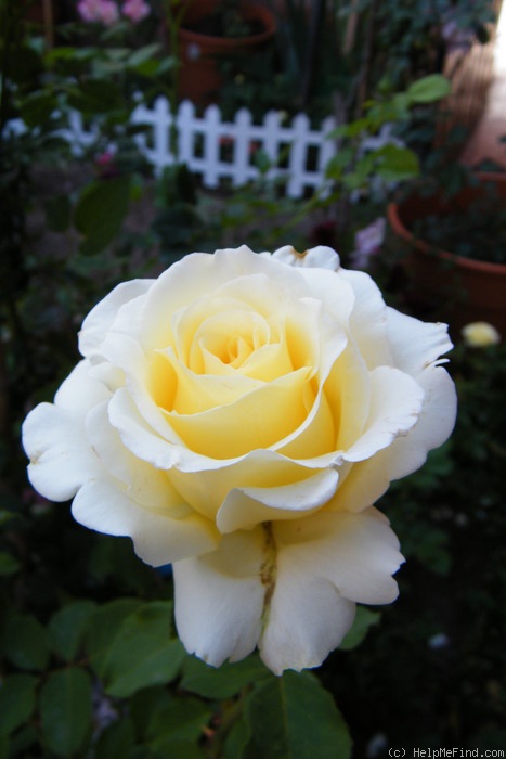 'Anastasia (hybrid tea, Greff 1980)' rose photo