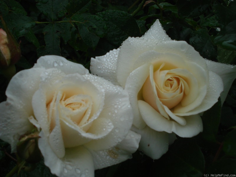 'Avalanche (floribunda, Warriner, 1987/91)' rose photo