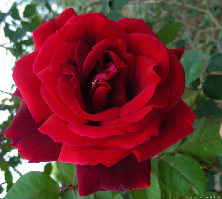'Mister Lincoln' rose photo