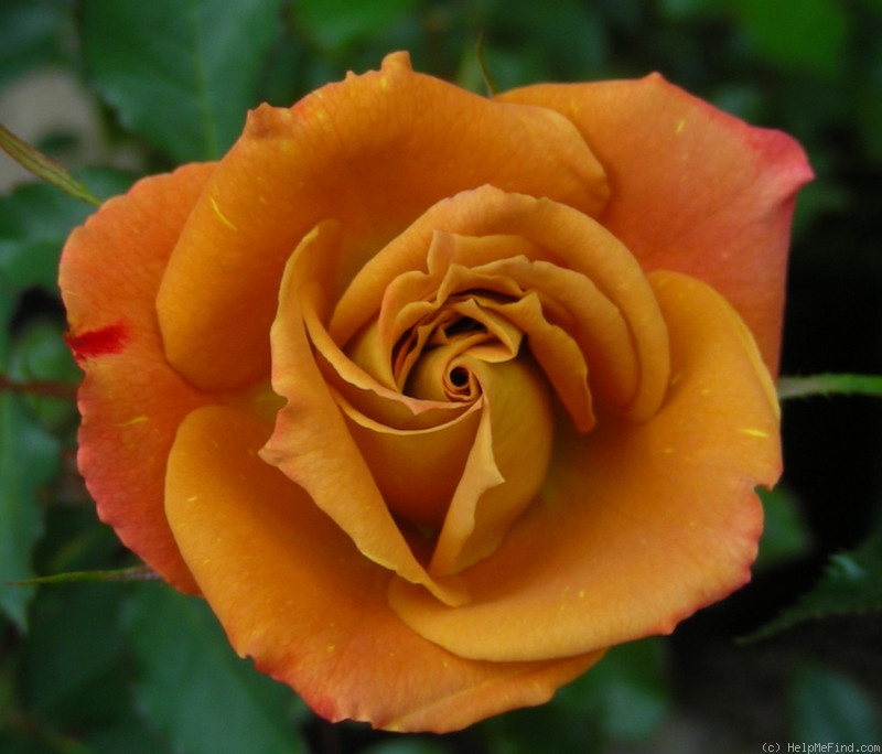 'Spirit Dance' rose photo