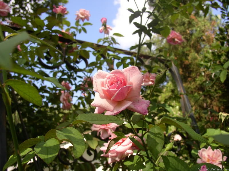 'Jean Bach-Sisley' rose photo