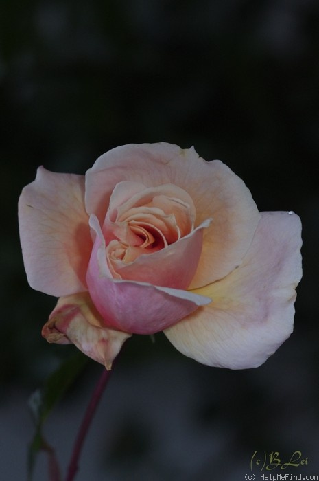 'Kaiser von Lautern' rose photo