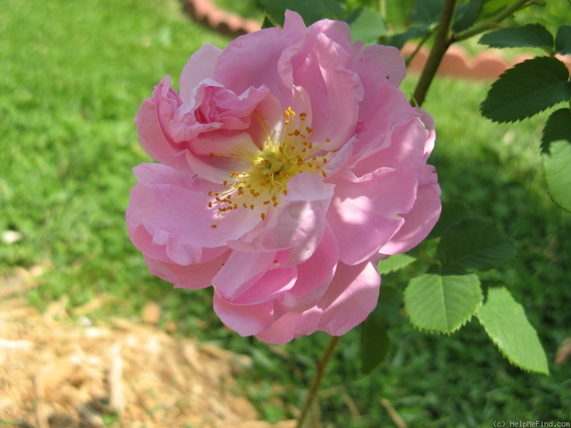 'Amélia (alba, Vibert, 1823)' rose photo