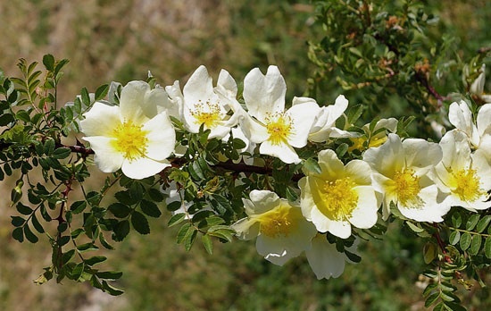 'R. primula' rose photo