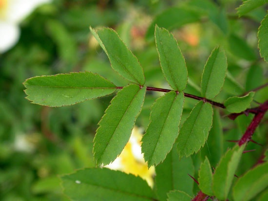 '<i>Rosa pimpinellifolia</i> var. <i>altaica</i> Thory syn.' rose photo