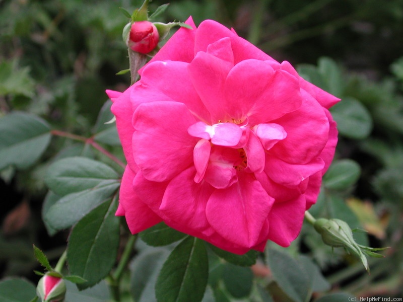 'LynChild' rose, click to enlarge 'LynChild' rose photo