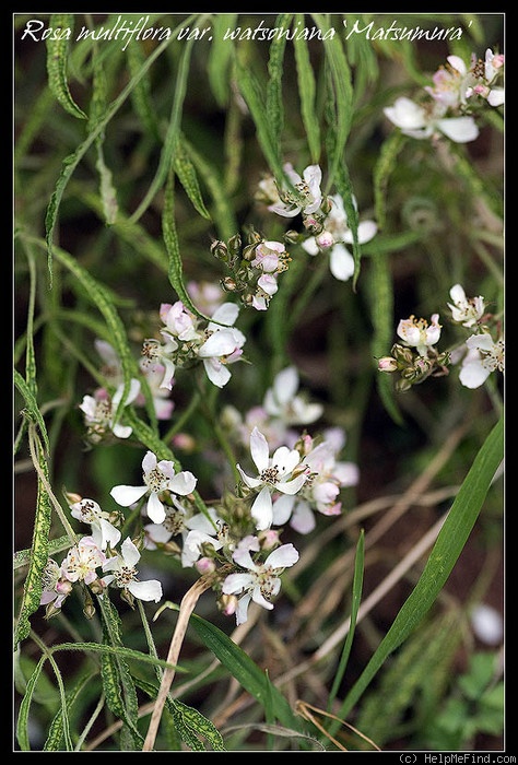 '<i>Rosa multiflora</i> var. <i> watsoniana</i> Matsumura' rose photo