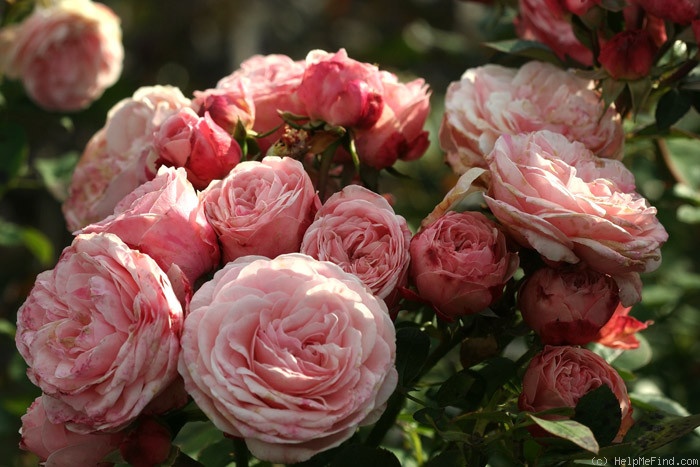 'Mariatheresia ®' rose photo