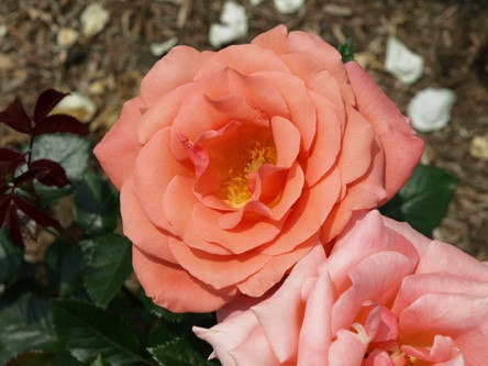 'Queen Charlotte' rose photo
