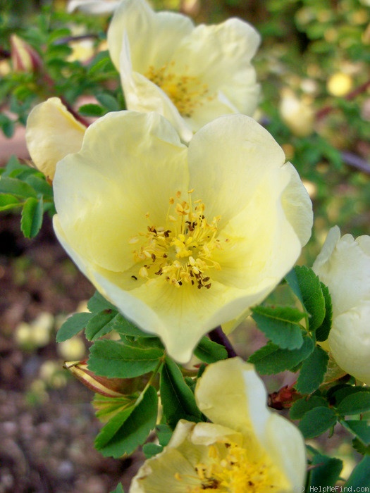 'R. hugonis' rose photo