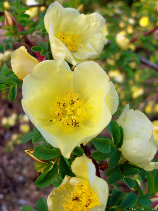 'R. hugonis' rose photo