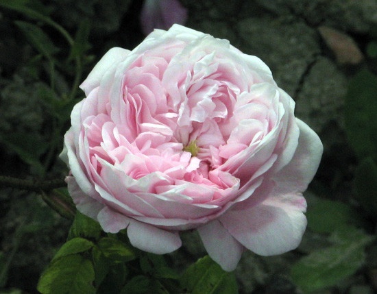 'Antonia d'Ormois' rose photo
