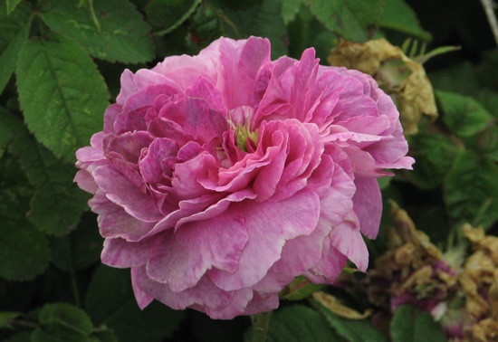 'Boula de Nanteuil' rose photo