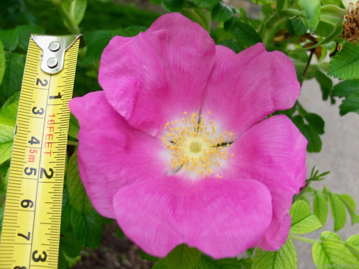 'R. rugosa rubra' rose photo