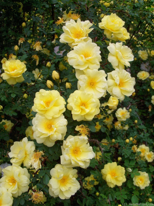 'Harison's Yellow' rose photo
