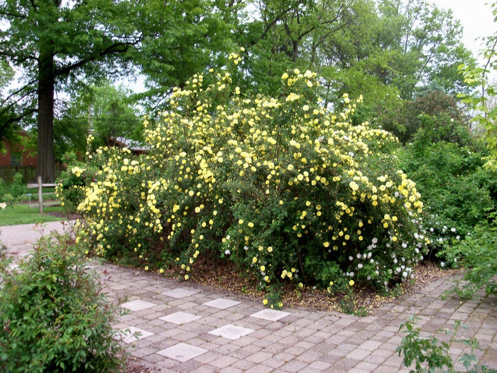 'Harison's Yellow' rose photo