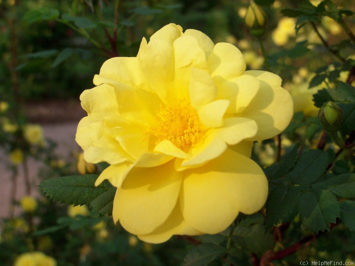 'Harison's Yellow' rose photo
