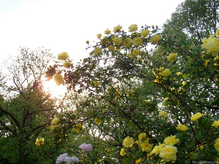 'Harison's Yellow' rose photo